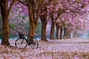 A bicycle parked among a line of flowering trees